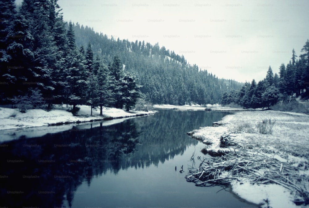 a river in the middle of a snowy forest