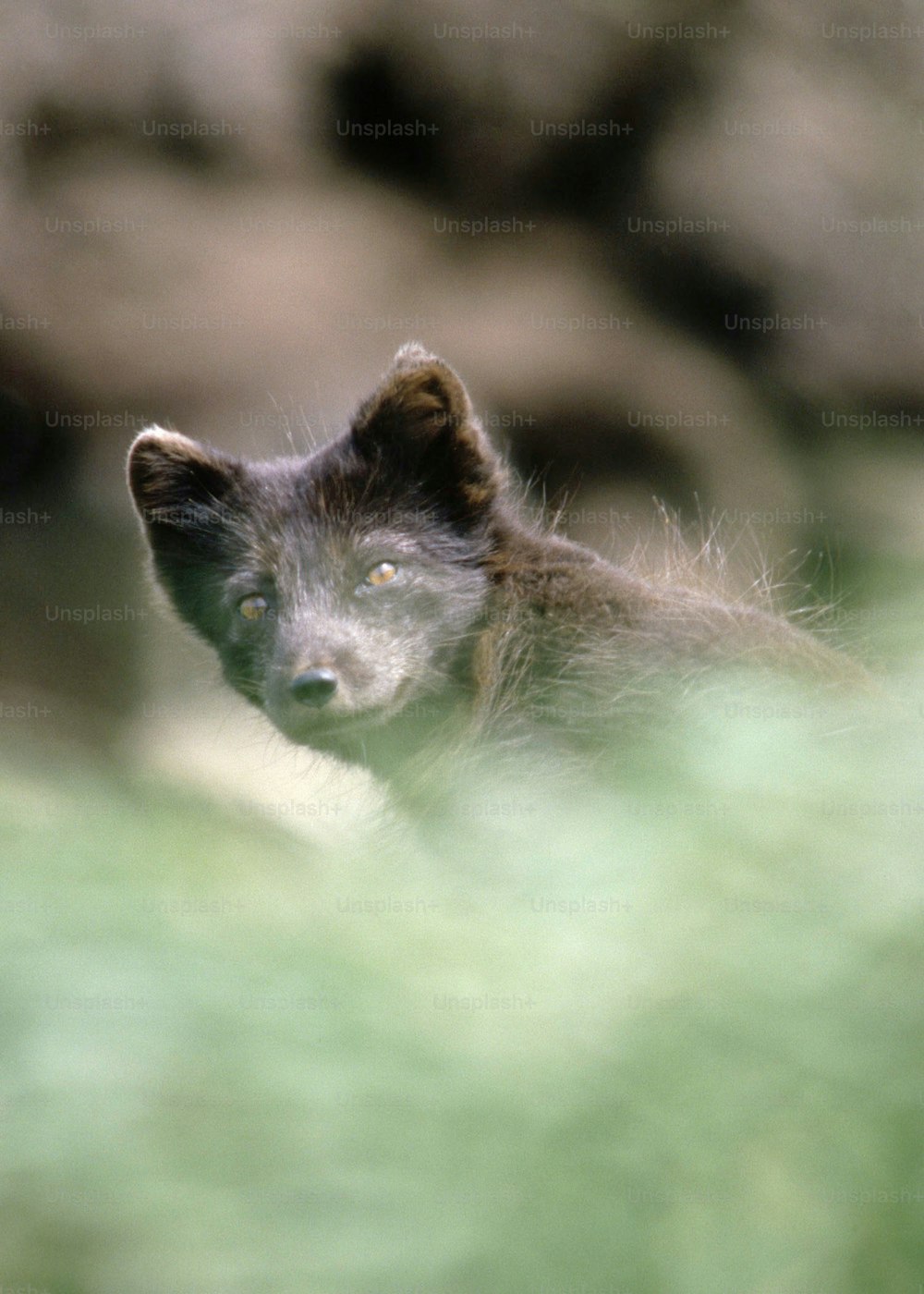 a close up of a small animal with a blurry background