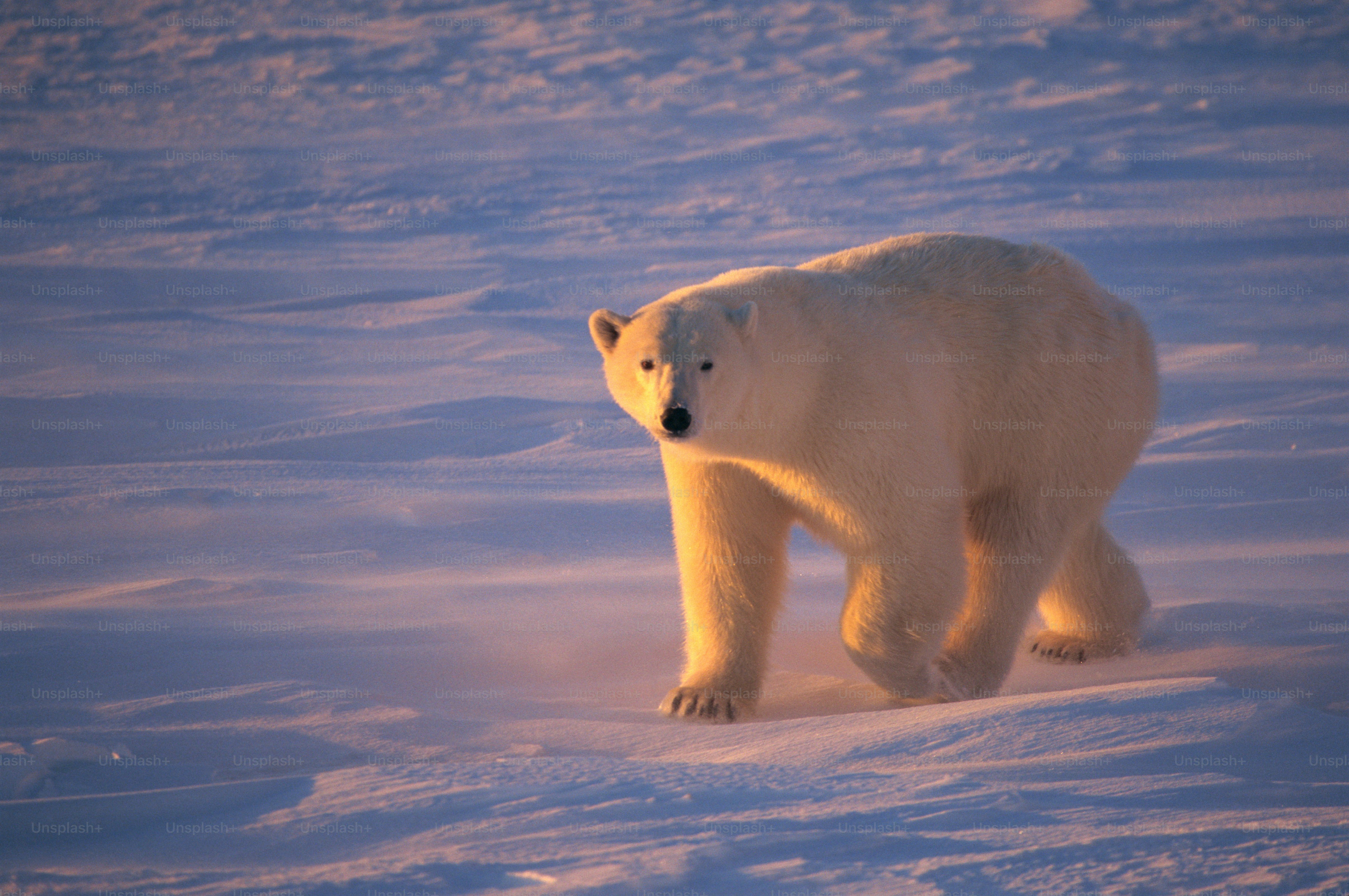 a polar bear walking across a snow covered field 圖片來源:unsplash