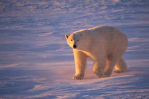 a polar bear walking across a snow covered field