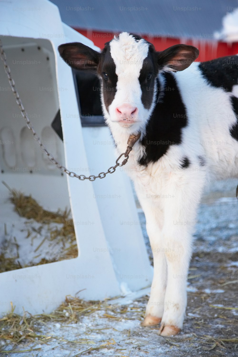 a black and white cow with a chain around it's neck