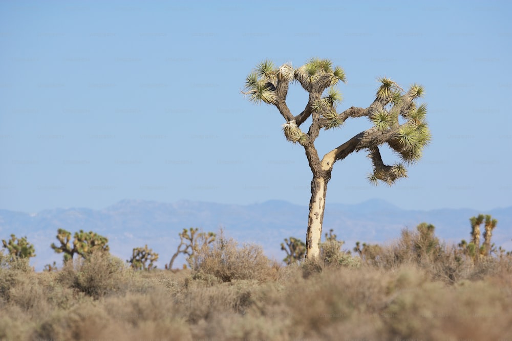 a lone tree in the middle of a desert