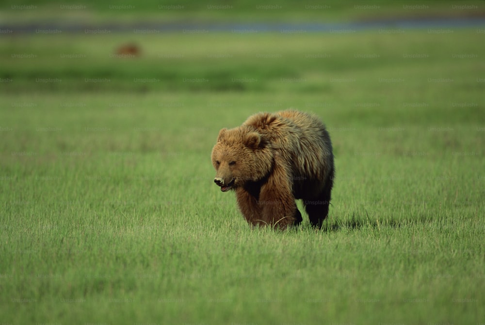 a brown bear walking across a lush green field