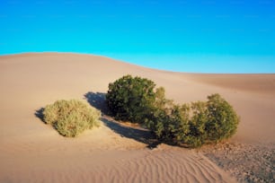Un par de arbustos sentados en medio de un desierto