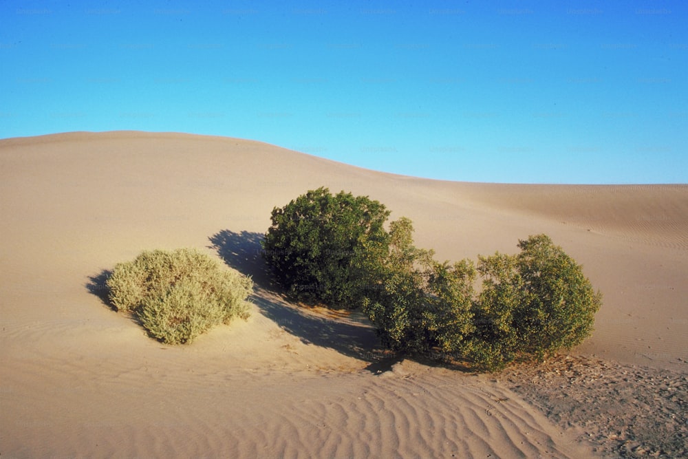 Un par de arbustos sentados en medio de un desierto