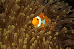 an orange and white clownfish in an anemone
