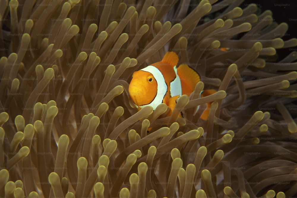 an orange and white clownfish in an anemone