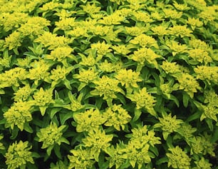 a close up of a plant with yellow flowers