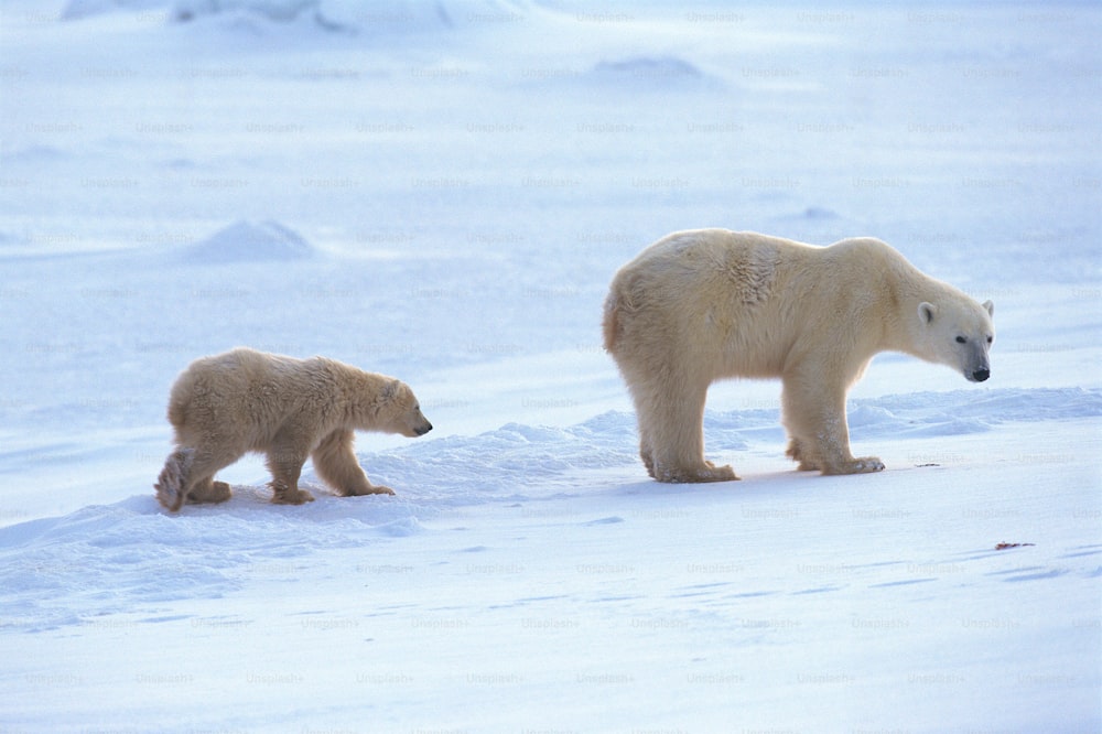 Dos osos polares caminan por la nieve