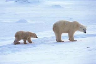 two polar bears are walking in the snow