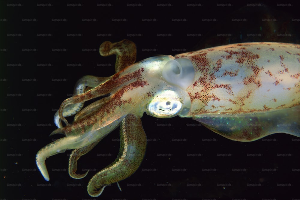 Eine Nahaufnahme eines Oktopus im Wasser