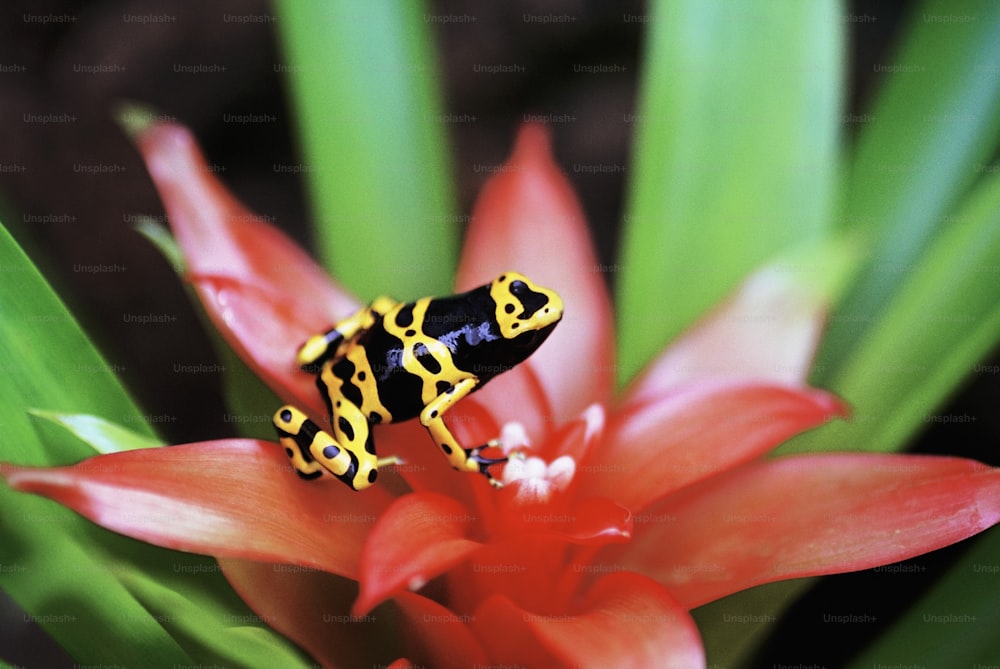 Una rana amarilla y negra sentada encima de una flor roja