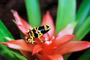 a yellow and black frog sitting on top of a red flower