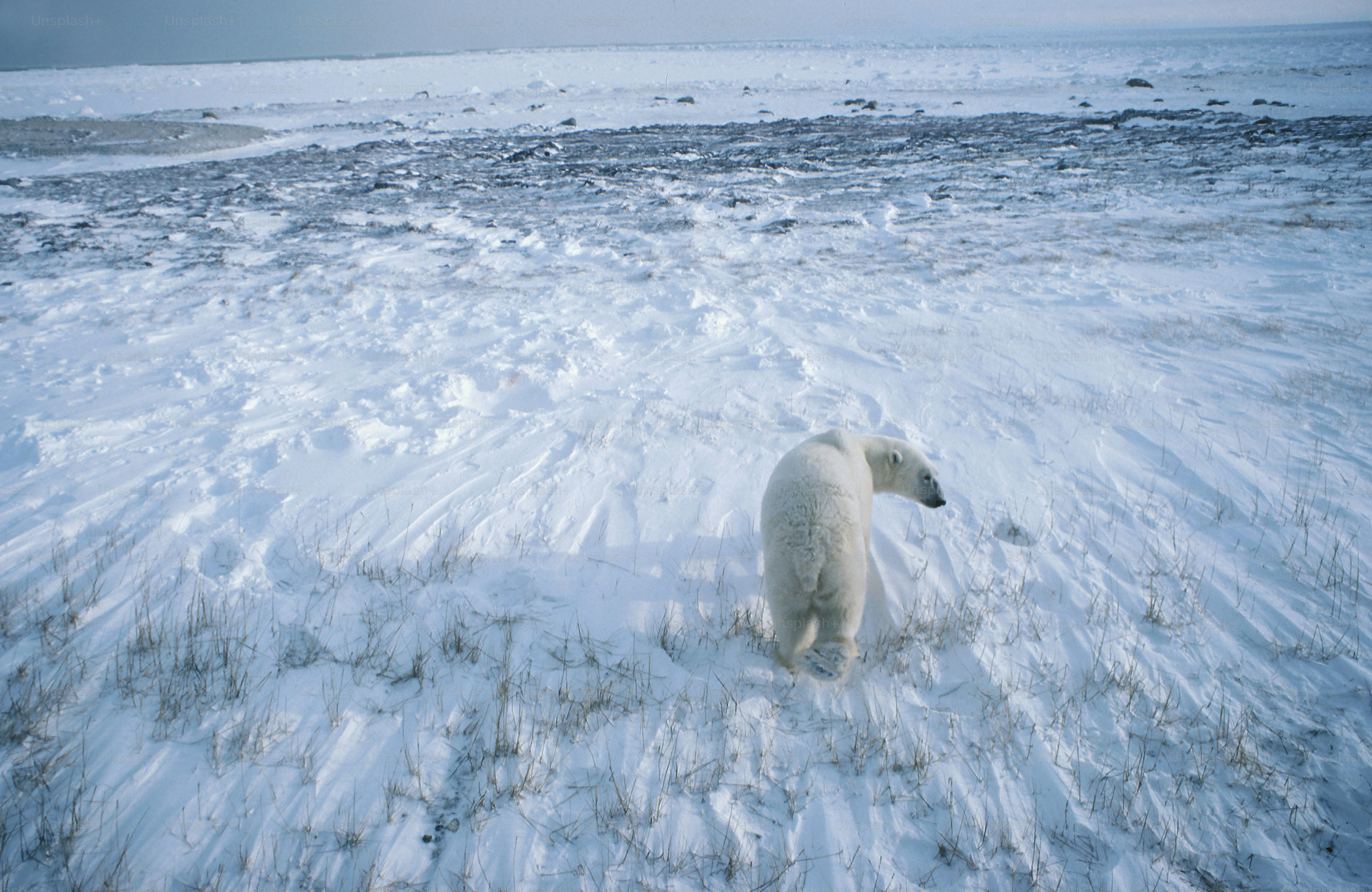 a polar bear walking across a snow covered field