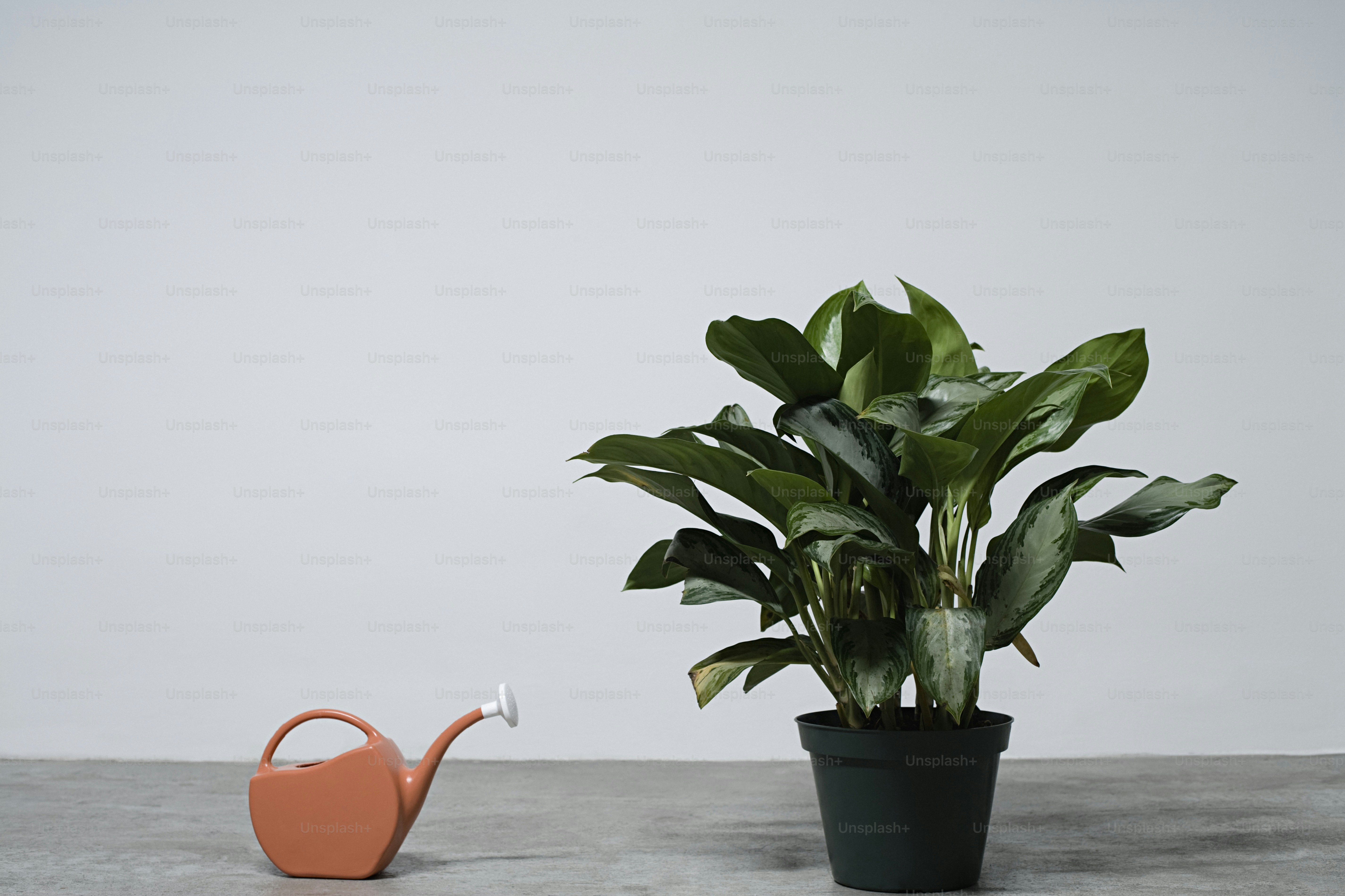 una pianta in vaso accanto a un annaffiatoio