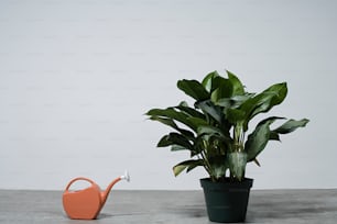 a potted plant next to a watering can