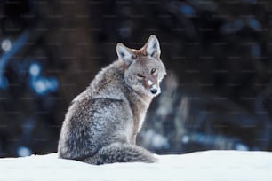 Un lobo gris sentado en la nieve con los ojos cerrados