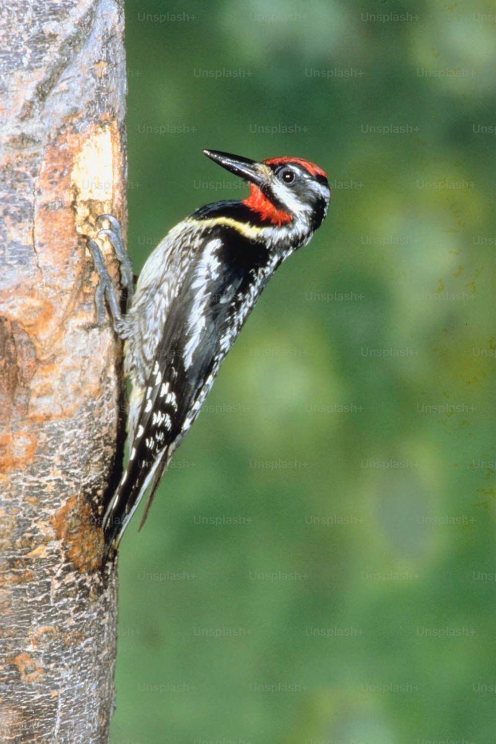 a woodpecker is climbing up the side of a tree