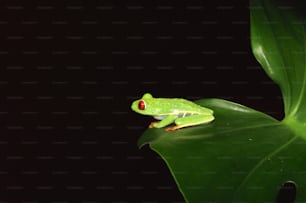 녹색 잎 위에 앉아 있는 녹색 개구리