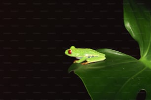 a green frog sitting on top of a green leaf