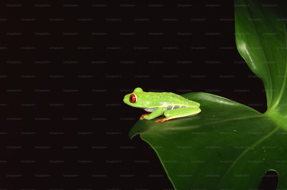 Ein grüner Frosch, der auf einem grünen Blatt sitzt