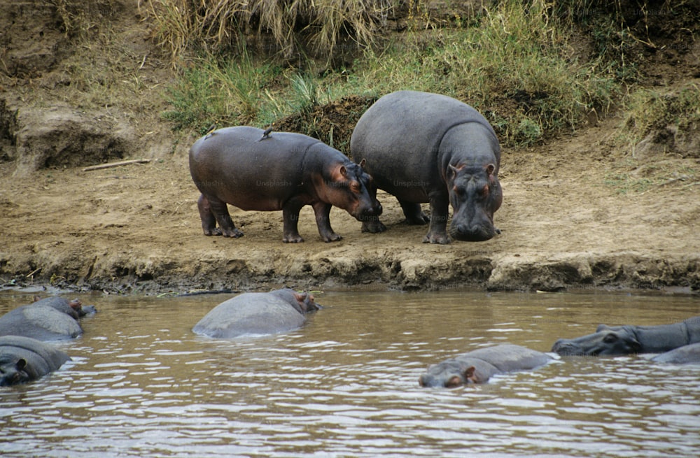 Un grupo de hipopótamos de pie junto a un cuerpo de agua