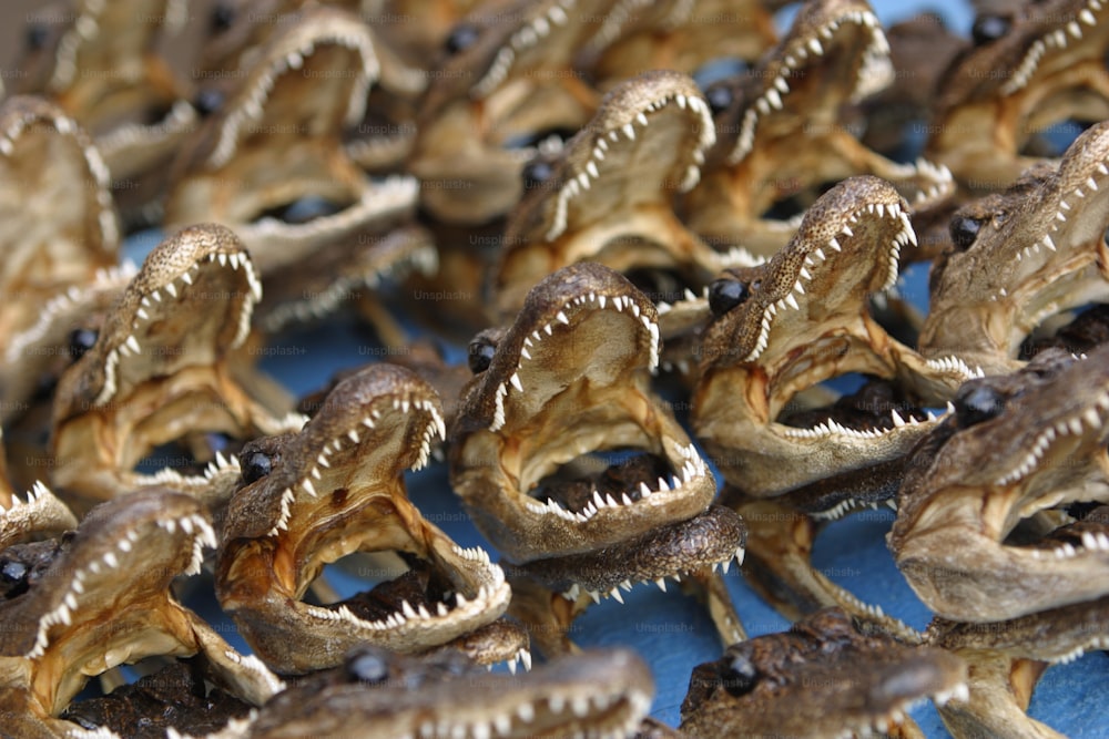 a bunch of fake alligator heads sitting on top of a table
