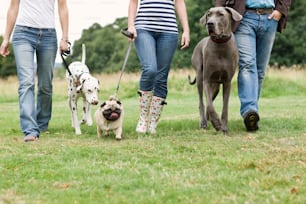 a group of people walking two dogs on a leash