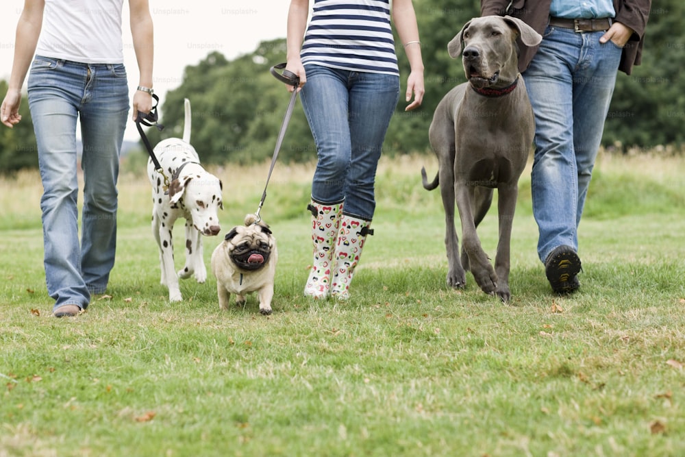 a group of people walking two dogs on a leash