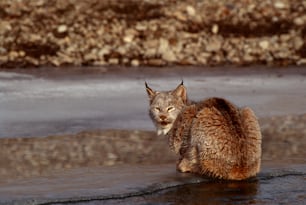 a cat sitting in the water on a beach