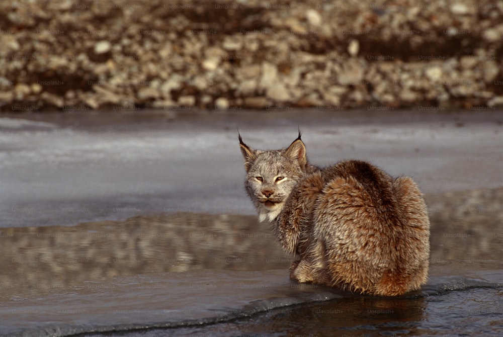 um gato sentado na água em uma praia