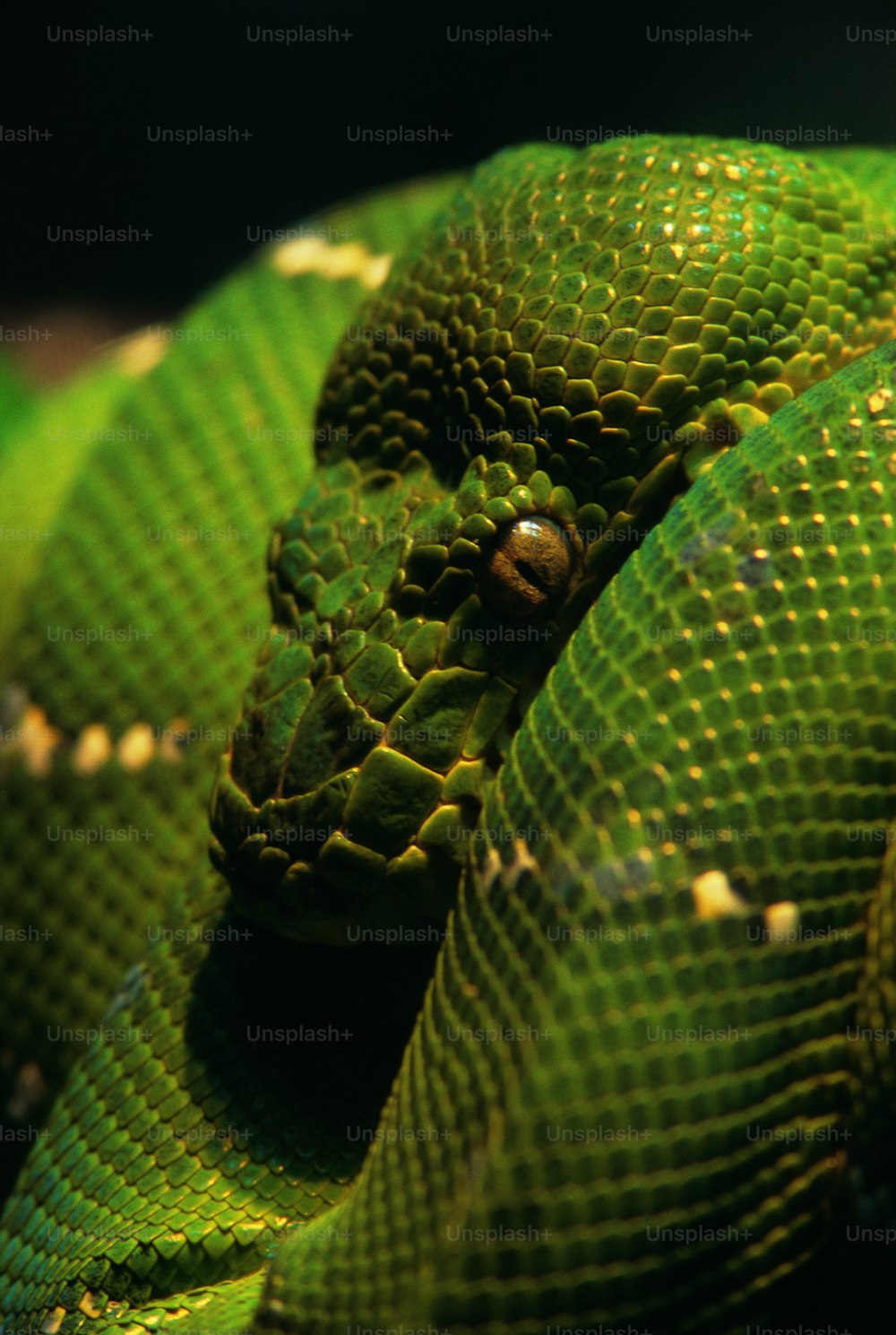 a close up of a green snake's head
