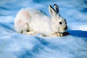 Ein weißes Kaninchen sitzt im Schnee