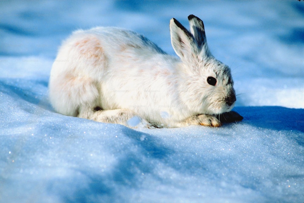 a white rabbit is sitting in the snow