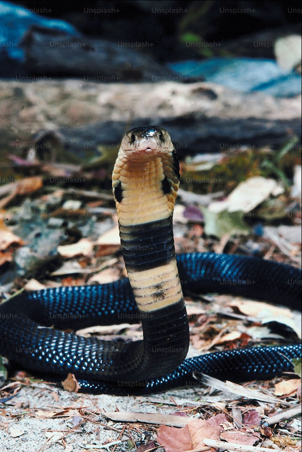 Un serpente nero e marrone sul terreno