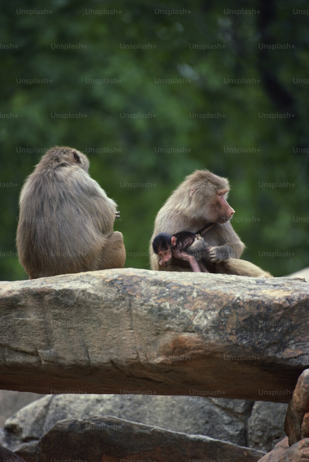 a couple of monkeys sitting on top of a rock