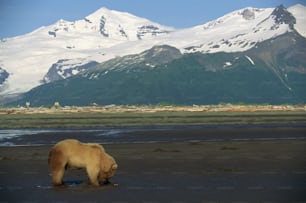 um urso marrom em cima de uma praia molhada
