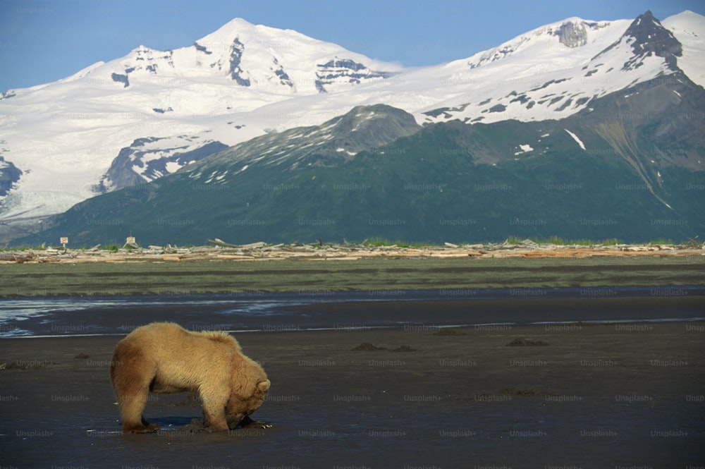 a brown bear standing on top of a wet beach