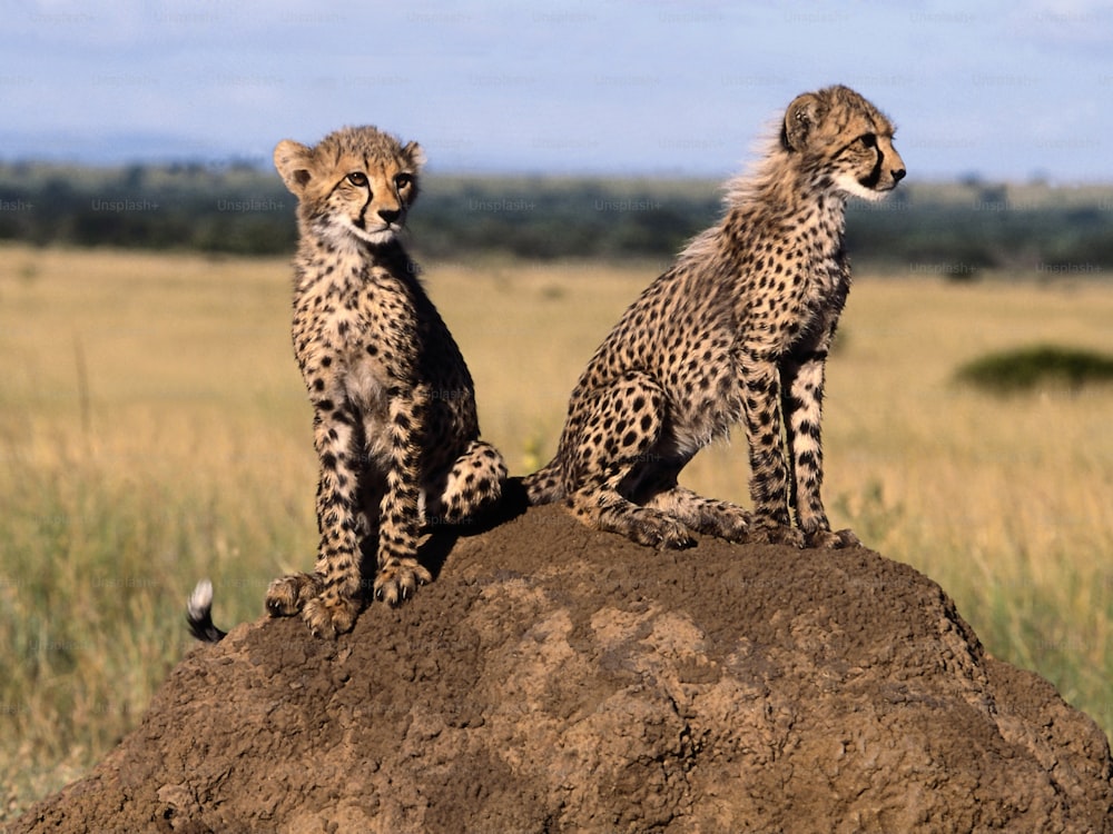 two cheetah cubs sitting on top of a rock