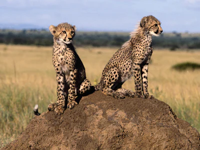 Amboseli