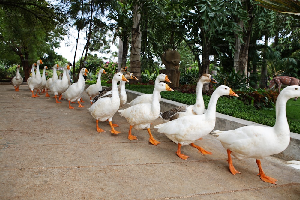 a group of ducks walking down a sidewalk