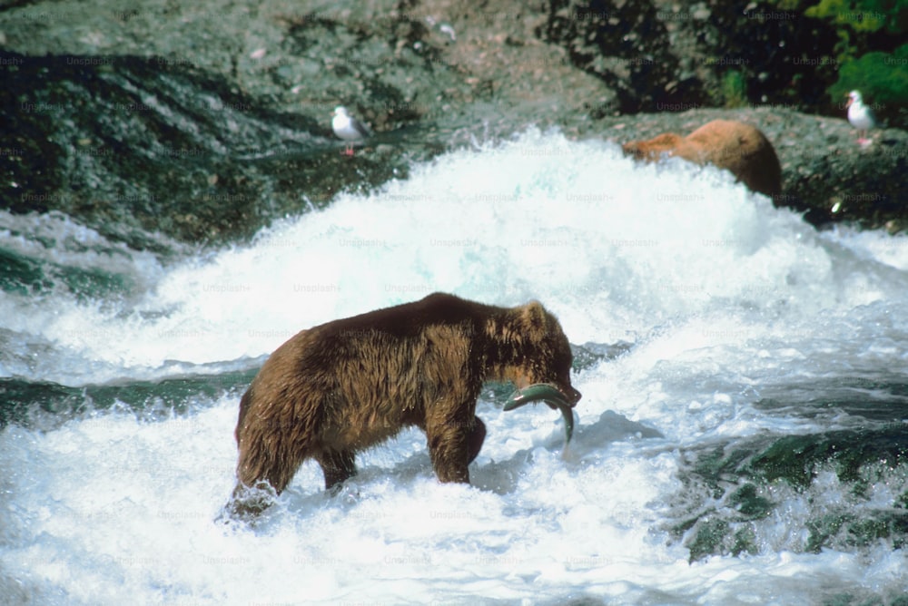 a brown bear standing on top of a river
