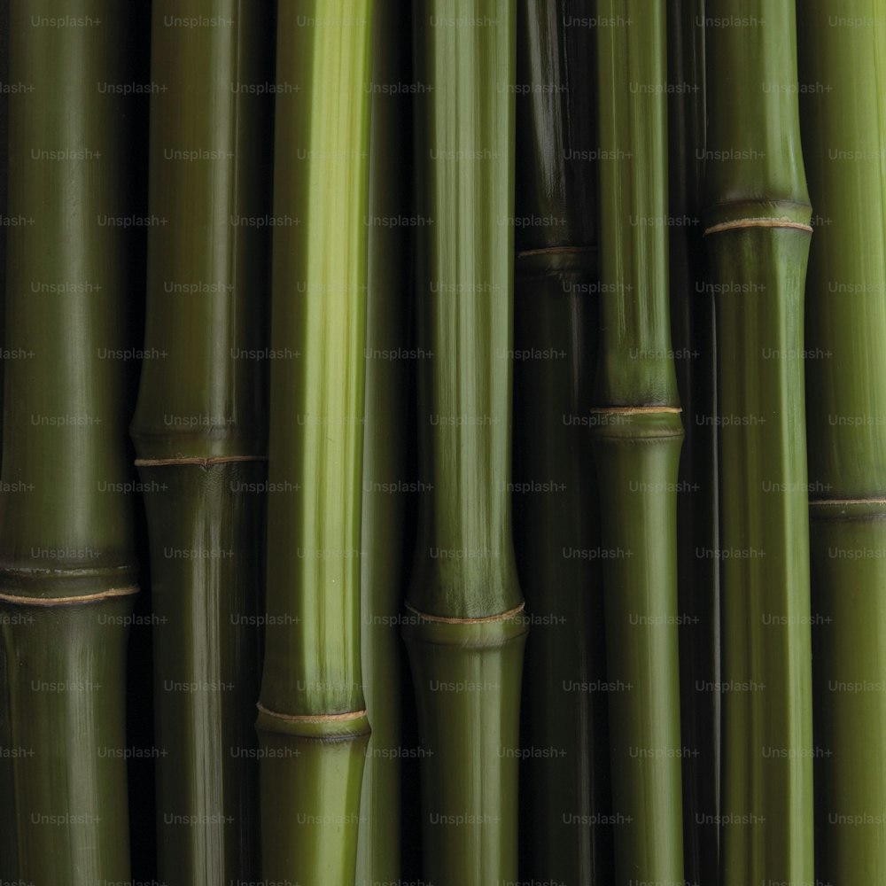 a group of green bamboo sticks with brown tips