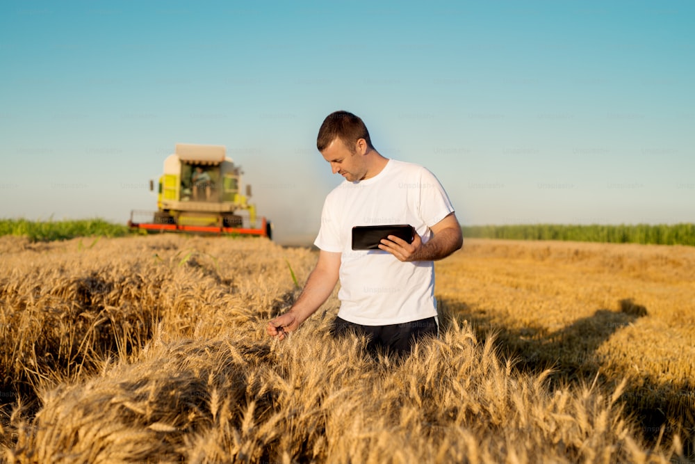 Farmer checking wheat field progress, holding tablet using internet.
