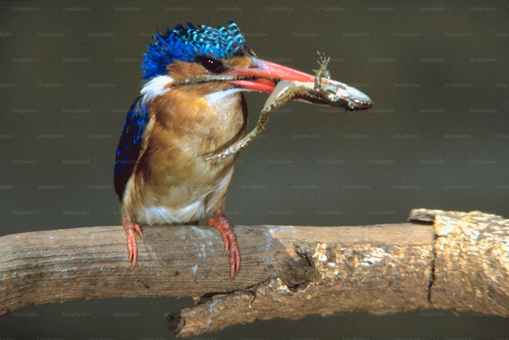 Un pájaro con una corona azul en la cabeza sentado en una rama