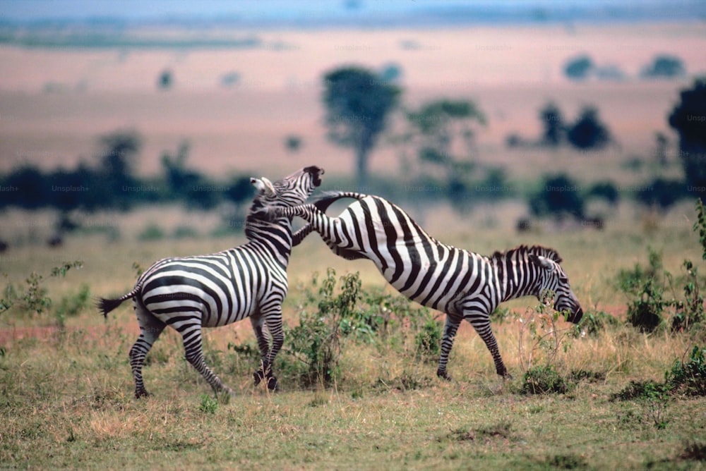 Una coppia di zebre in piedi in cima a un campo coperto di erba