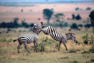 a couple of zebra standing on top of a grass covered field