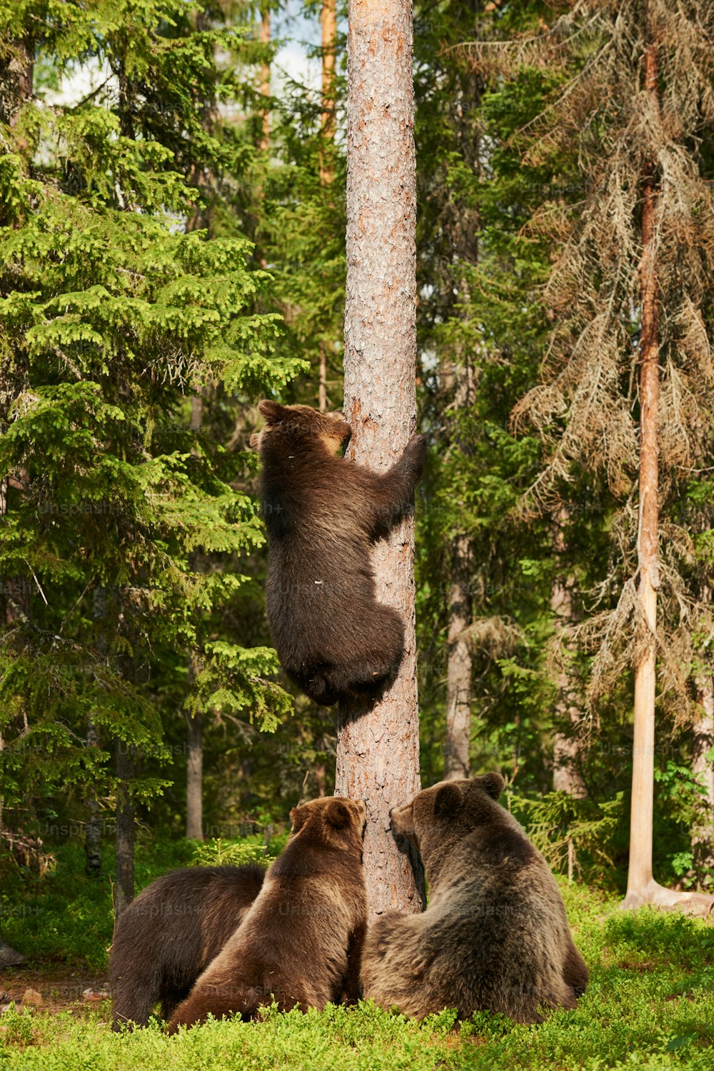 Female brown bear with three big puppies, one of which climbs a tree