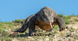 Dragão de Komodo com a língua bifurcada cheirar ar. Close up retrato. O dragão de Komodo, nome científico: Varanus komodoensis. Indonésia.