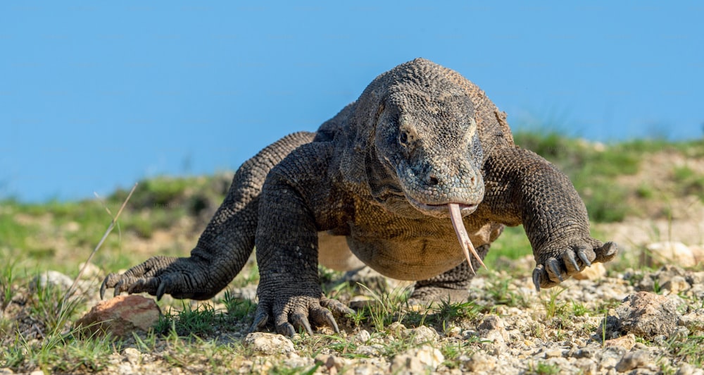 El dragón de Komodo con la lengua bífida olfatea el aire. Retrato de primer plano. El dragón de Komodo, nombre científico: Varanus komodoensis. Indonesia.